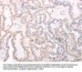 TRAF3IP1 Antibody