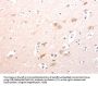 TRAF3IP1 Antibody