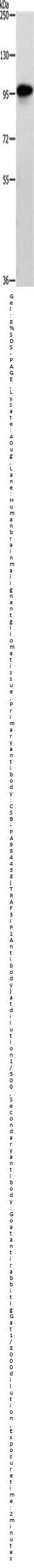TRAF3IP1 Antibody