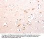 TRAF3IP1 Antibody