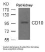 MME Antibody