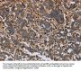 FLNA Antibody