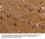 FLNA Antibody