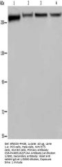 FLNA Antibody