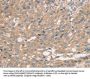 PRAF2 Antibody