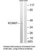 KCNK15 Antibody