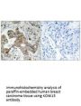 KCNK15 Antibody