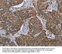 MDFIC Antibody