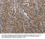 MDFIC Antibody