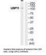 USP11 Antibody