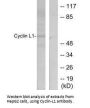 CCNL1 Antibody