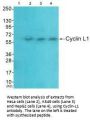 CCNL1 Antibody