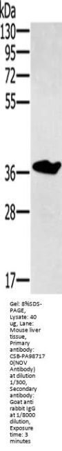 NOV Antibody
