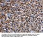 KCNK1 Antibody