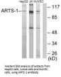 ERAP1 Antibody