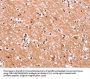 ENPP4 Antibody