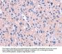 ENPP4 Antibody