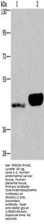 ENPP4 Antibody