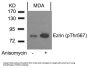 Phospho-EZR (Thr567) Antibody