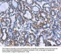 MPO Antibody