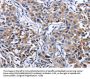 MPO Antibody