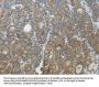 CXCR3 Antibody