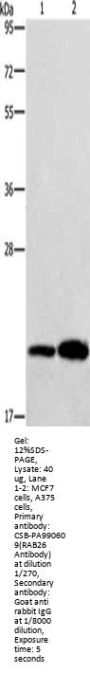 RAB26 Antibody