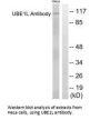 UBA7 Antibody