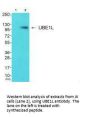 UBA7 Antibody