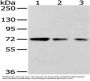 HNRNPM Antibody
