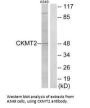 CKMT2 Antibody