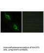 CKMT2 Antibody