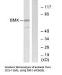 BMX Antibody