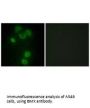 BMX Antibody