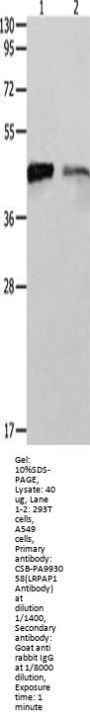 LRPAP1 Antibody
