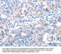LRPAP1 Antibody