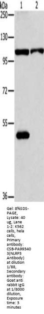 NLRP3 Antibody