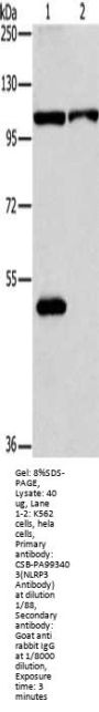 NLRP3 Antibody