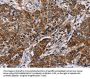 FAF1 Antibody