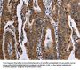 FAF1 Antibody