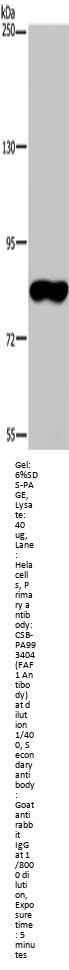 FAF1 Antibody