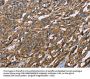 BSG Antibody