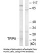 TNFAIP8 Antibody