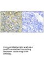 TNFAIP8 Antibody