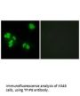 TNFAIP8 Antibody