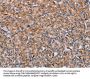 ENPP7 Antibody