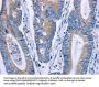 ENPP7 Antibody