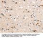 HAUS7 Antibody
