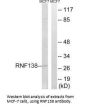 RNF138 Antibody