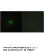 COL12A1 Antibody